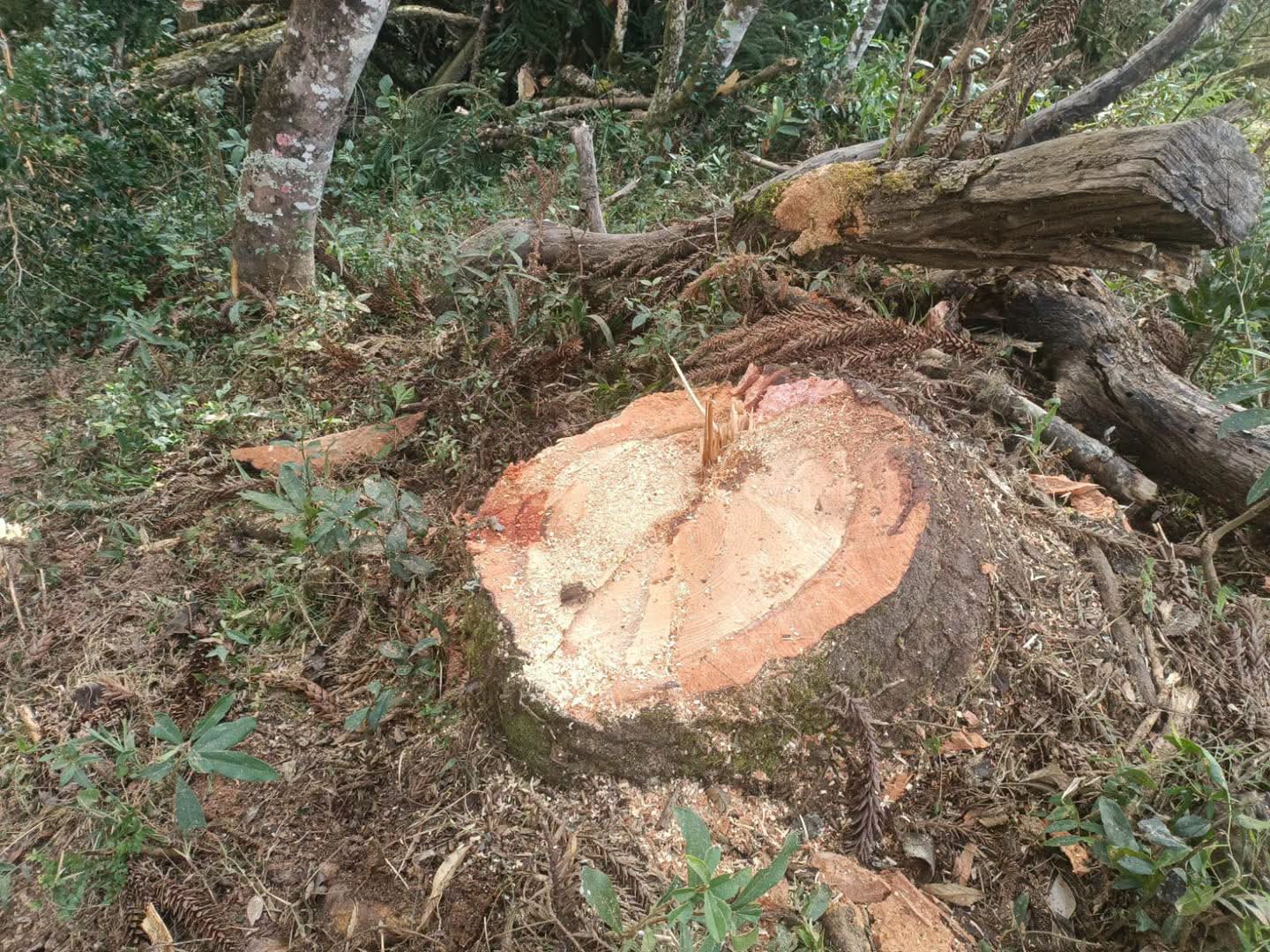 PROPRIETÁRIO DE ÁREA RURAL DE JAGUARIAÍVA/PR É MULTADO POR CORTE DE ÁRVORES AMEAÇADAS DE EXTINÇÃO