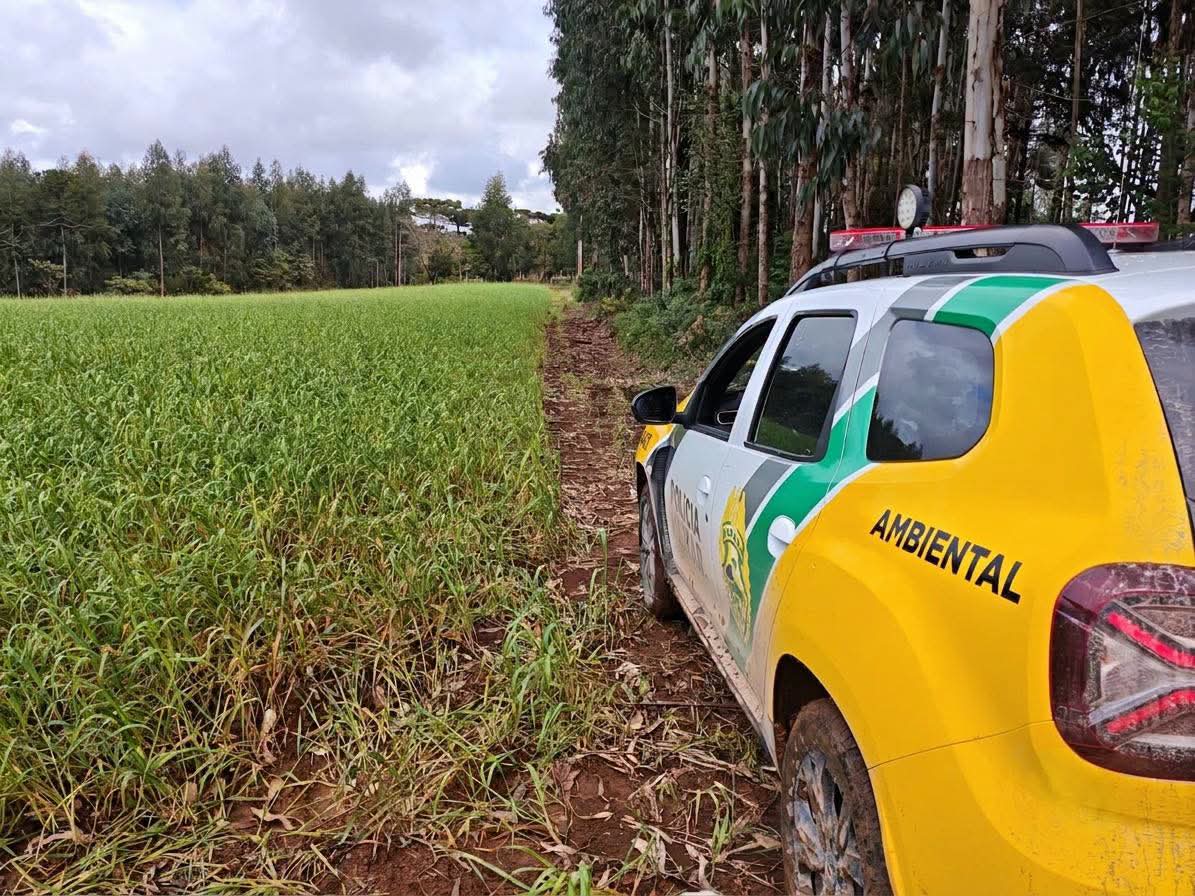 Polícia Ambiental localiza desmatamento em Rio Azul/PR durante Operação Protetor Biomas