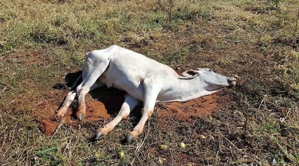 🚨 RAIVA ANIMAL: PALMITAL E LARANJAL SOMAM 24 CASOS EM 19 PROPRIEDADES