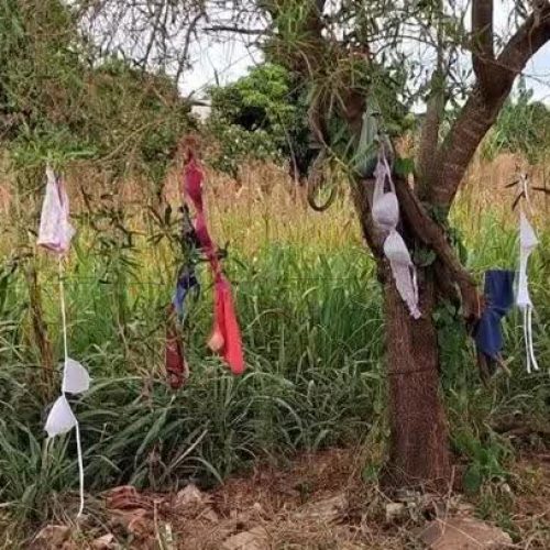 LINGERIES PENDURADAS EM ÁRVORES CHAMAM A ATENÇÃO NO PARANÁ