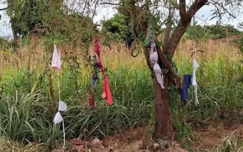 LINGERIES PENDURADAS EM ÁRVORES CHAMAM A ATENÇÃO NO PARANÁ