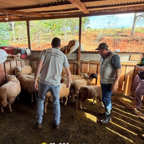 Produtores participam de curso de ovinocultura de corte em Palmital