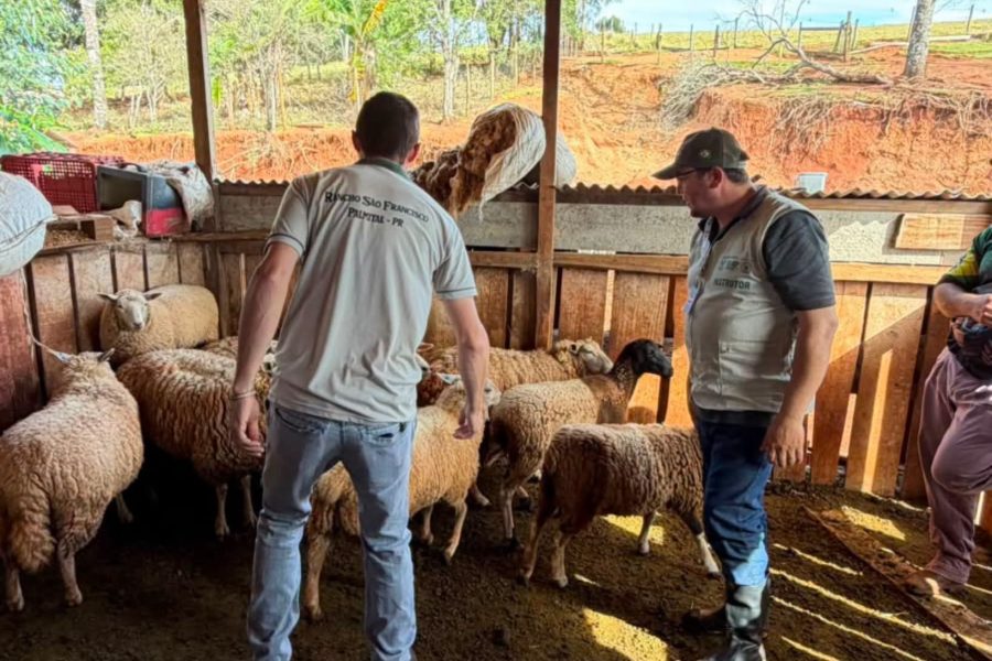 Produtores participam de curso de ovinocultura de corte em Palmital