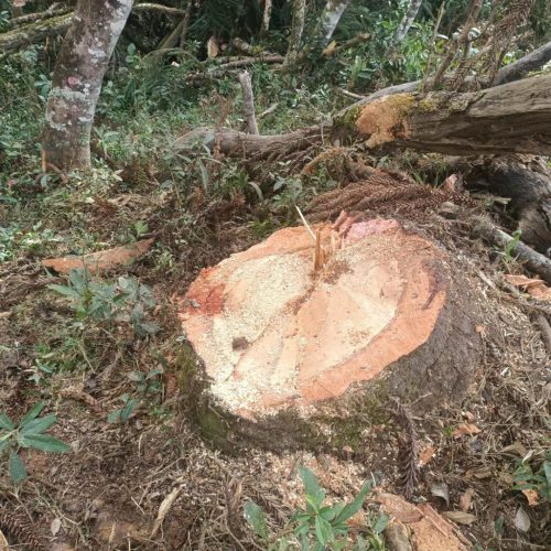 PROPRIETÁRIO DE ÁREA RURAL DE JAGUARIAÍVA/PR É MULTADO POR CORTE DE ÁRVORES AMEAÇADAS DE EXTINÇÃO