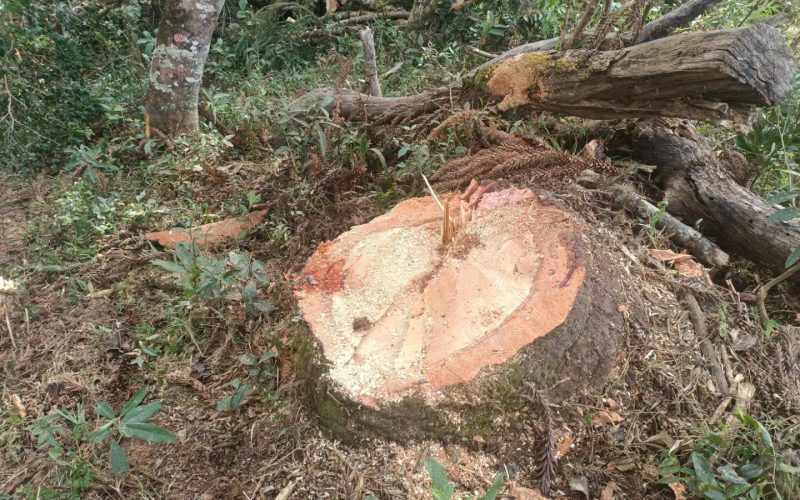 PROPRIETÁRIO DE ÁREA RURAL DE JAGUARIAÍVA/PR É MULTADO POR CORTE DE ÁRVORES AMEAÇADAS DE EXTINÇÃO