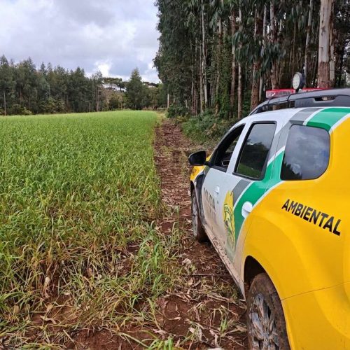 Polícia Ambiental localiza desmatamento em Rio Azul/PR durante Operação Protetor Biomas