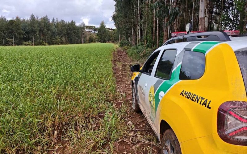 Polícia Ambiental localiza desmatamento em Rio Azul/PR durante Operação Protetor Biomas
