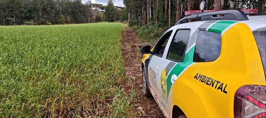 Polícia Ambiental localiza desmatamento em Rio Azul/PR durante Operação Protetor Biomas