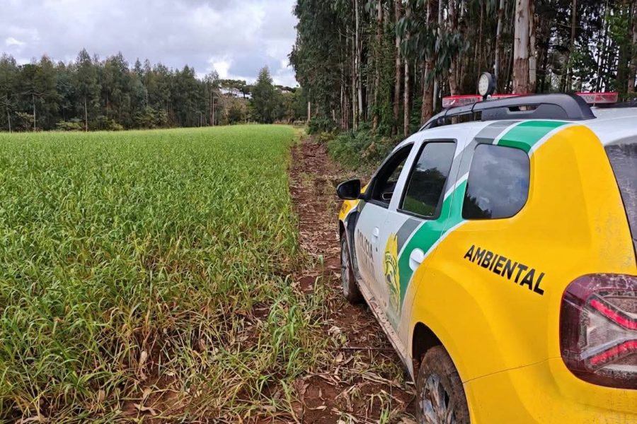 Polícia Ambiental localiza desmatamento em Rio Azul/PR durante Operação Protetor Biomas