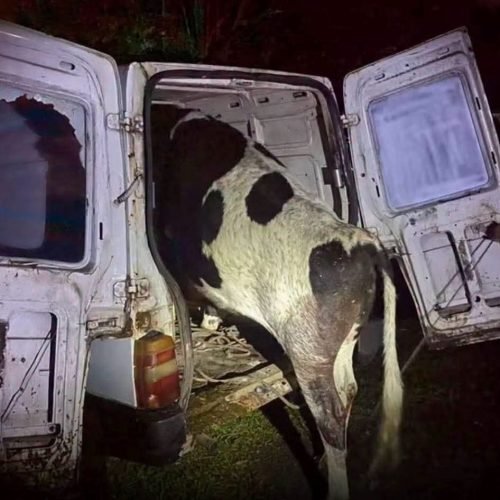 🐄 VACA FURTADA É ENCONTRADA DENTRO DE FIORINO APÓS ACIDENTE NO RS