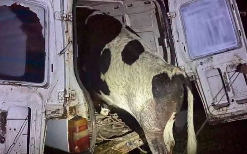 🐄 VACA FURTADA É ENCONTRADA DENTRO DE FIORINO APÓS ACIDENTE NO RS