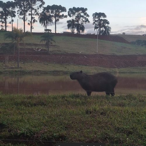 🌿🦫 Quem passa diariamente pela localidade de Água Quente já sabe: de vez em quando, uma visitante muito especial dá o ar da graça às margens da estrada.