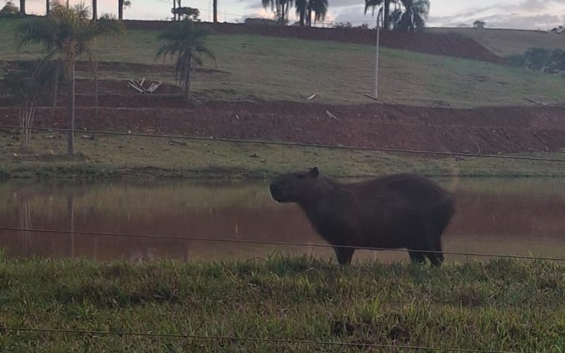 🌿🦫 Quem passa diariamente pela localidade de Água Quente já sabe: de vez em quando, uma visitante muito especial dá o ar da graça às margens da estrada.
