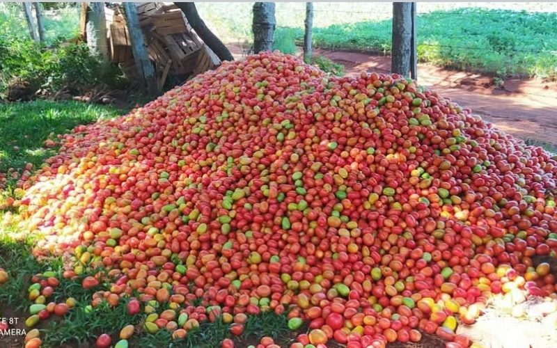 Produtores de tomate enfrentam prejuízo em Santa Maria do Oeste.