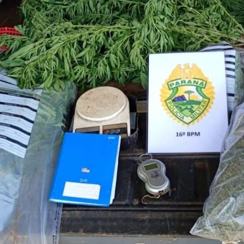 Casal é preso em Turvo por cultivo de maconha em propriedade rural; crianças estavam expostas à droga
