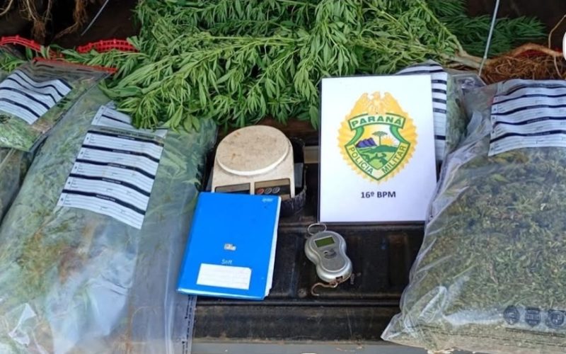 Casal é preso em Turvo por cultivo de maconha em propriedade rural; crianças estavam expostas à droga