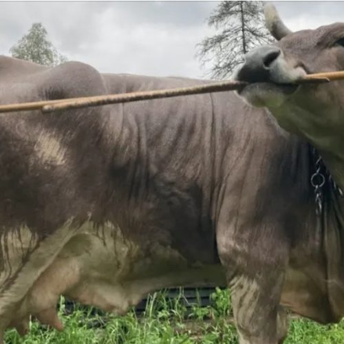 🐄 Vaca de estimação intriga cientistas ao se coçar com vassoura sem ajuda