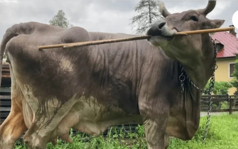 🐄 Vaca de estimação intriga cientistas ao se coçar com vassoura sem ajuda