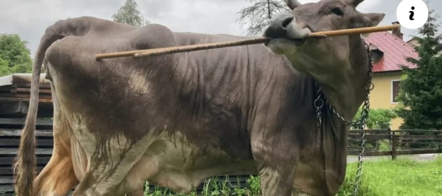 🐄 Vaca de estimação intriga cientistas ao se coçar com vassoura sem ajuda