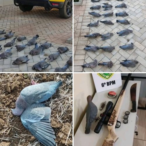 HOMEM É FLAGRADO CAÇANDO E ABATENDO 30 POMBAS ASA-BRANCA