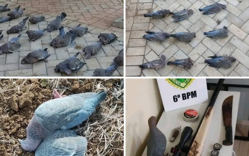 HOMEM É FLAGRADO CAÇANDO E ABATENDO 30 POMBAS ASA-BRANCA