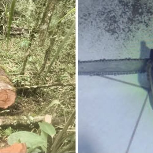 FISCALIZAÇÃO AMBIENTAL RESULTA EM AUTUAÇÕES POR CORTE IRREGULAR DE ÁRVORE E USO DE MOTOSSERRA SEM LICENÇA EM IRATI