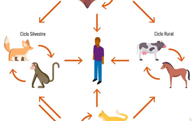 🚨 ALERTA DE RAIVA ANIMAL EM PALMITAL