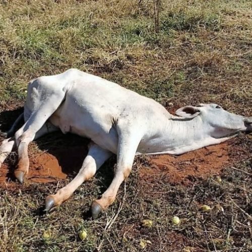 🚨 RAIVA ANIMAL: PALMITAL E LARANJAL SOMAM 24 CASOS EM 19 PROPRIEDADES
