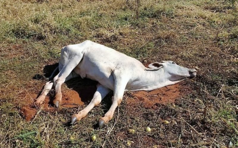 🚨 RAIVA ANIMAL: PALMITAL E LARANJAL SOMAM 24 CASOS EM 19 PROPRIEDADES