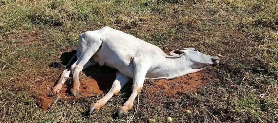 🚨 RAIVA ANIMAL: PALMITAL E LARANJAL SOMAM 24 CASOS EM 19 PROPRIEDADES
